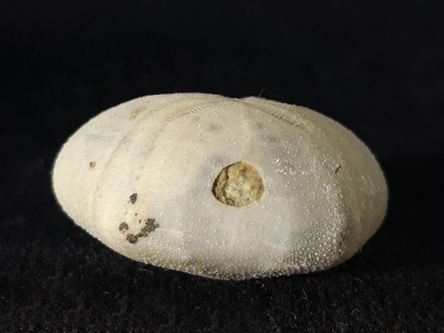 Heteraster oblongus (BRONGNIART 1821) - Bild © FossNet FossilienStore